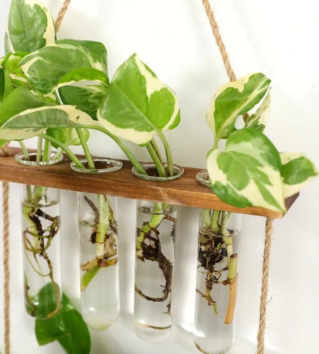Wall Hanging Test Tube Propagation Station