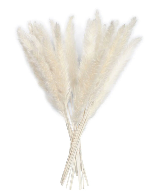 Load image into Gallery viewer, 15 Natural Dried Pampas Grass Phragmites for DIY Home and Wedding Decor
