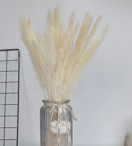 15 Natural Dried Pampas Grass Phragmites for DIY Home and Wedding Decor