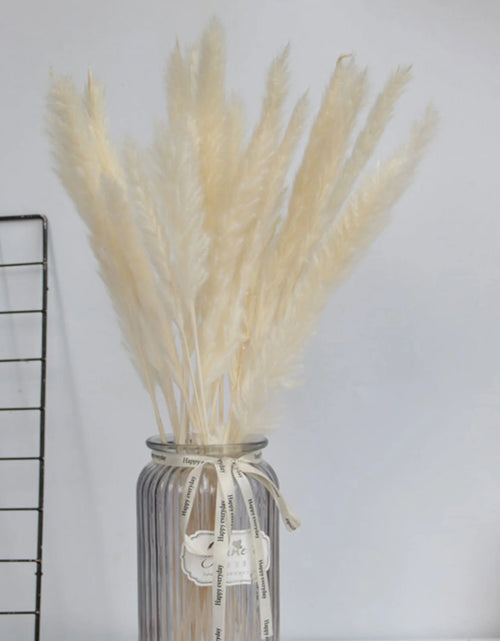 Load image into Gallery viewer, 15 Natural Dried Pampas Grass Phragmites for DIY Home and Wedding Decor
