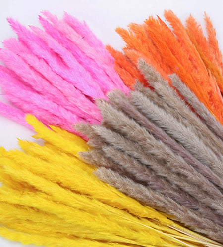 15 Natural Dried Pampas Grass Phragmites for DIY Home and Wedding Decor